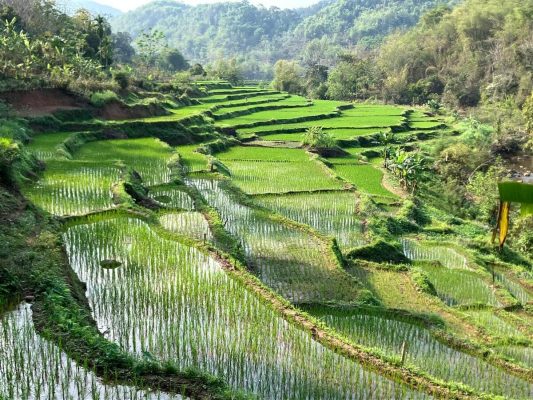 Rizières en terrasse et montagnes verdoyantes à Mai Chau