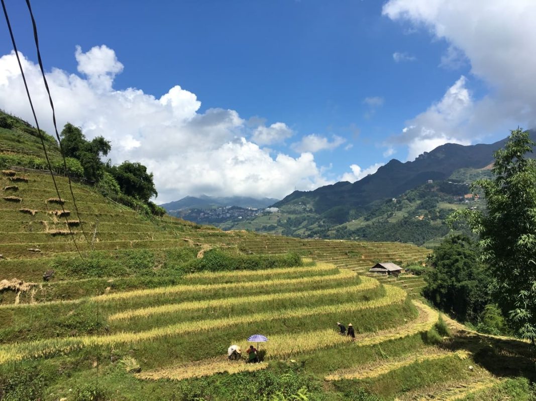 Rizières en terrasses dans les montagnes de Sapa
