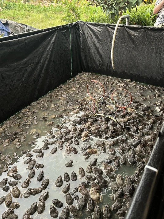 Expérience des grenouilles sauteuses à Con Son Can Tho