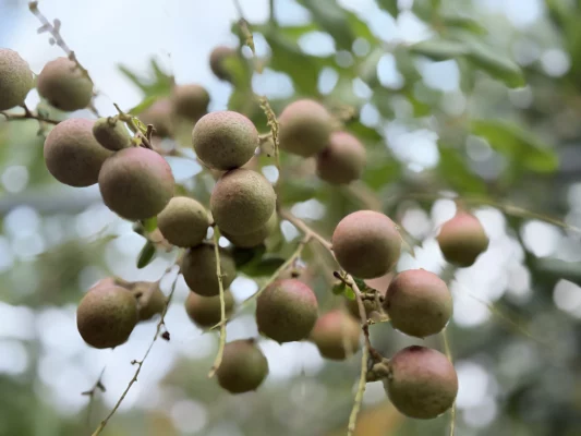 Des longanes mûrissant sur les arbres dans un verger de Con Son.