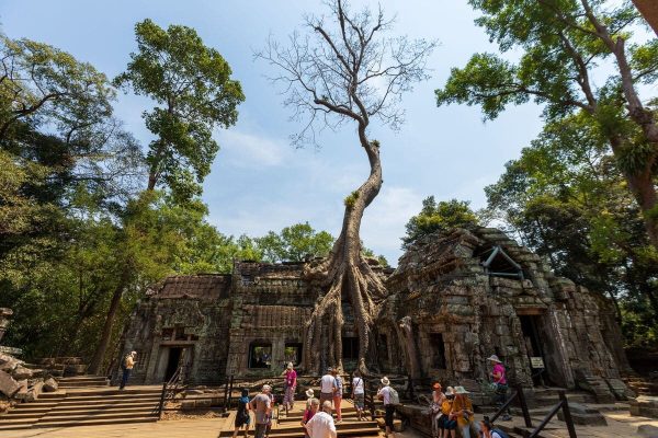 Temple de Ta Prohm envahi par les racines des arbres à Siem Reap, Cambodge