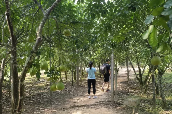 Fruits de thanh trà dans un jardin de Thuy Bieu à Hué