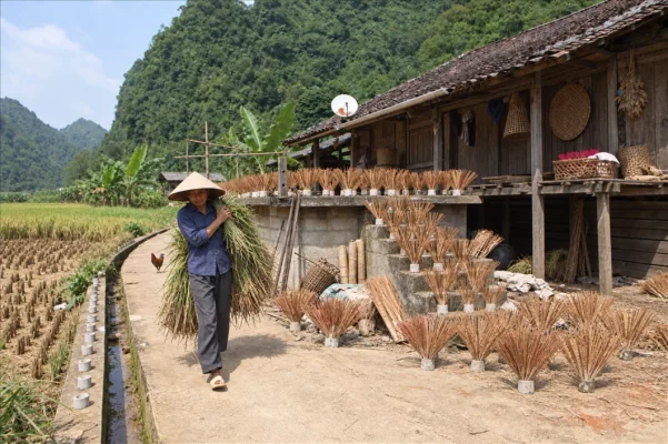 À Phia Thap, la vie quotidienne se déroule entre rizières et fabrication artisanale d’encens.