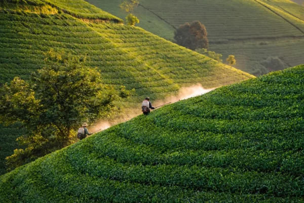 Une matinée de travail au cœur des plantations de thé de Long Coc.