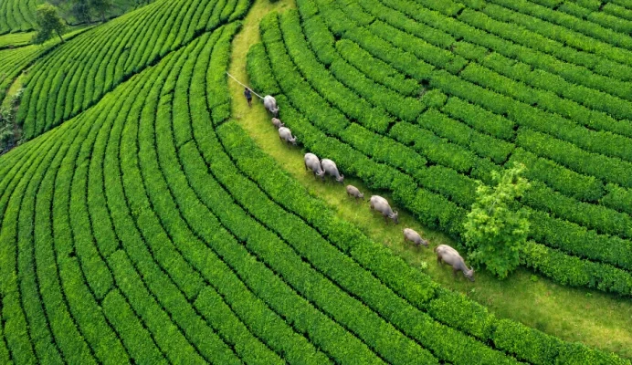 Un troupeau de buffles emprunte un sentier entre les collines de thé de Long Coc.