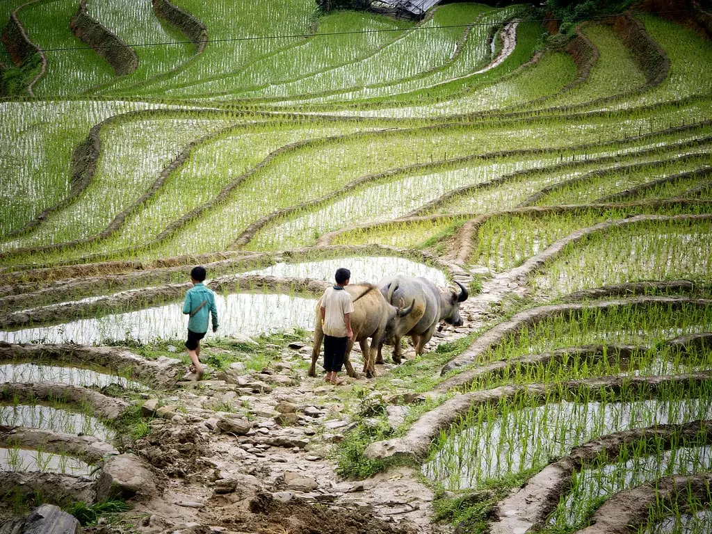 Hoang Su Phi – Nord-Ouest Vietnam