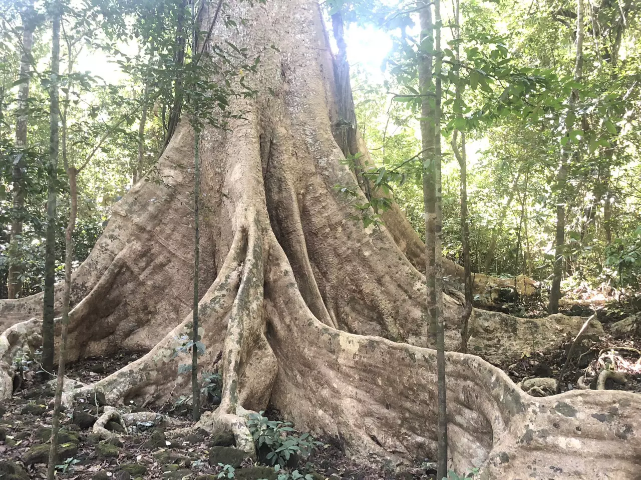 Les Parcs et les Réserves du Vietnam